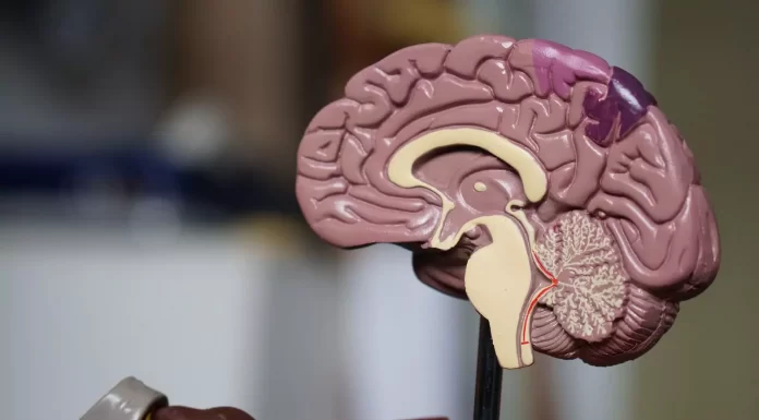 Could a new 3D-printing technique help improve and personalize neurosurgery?