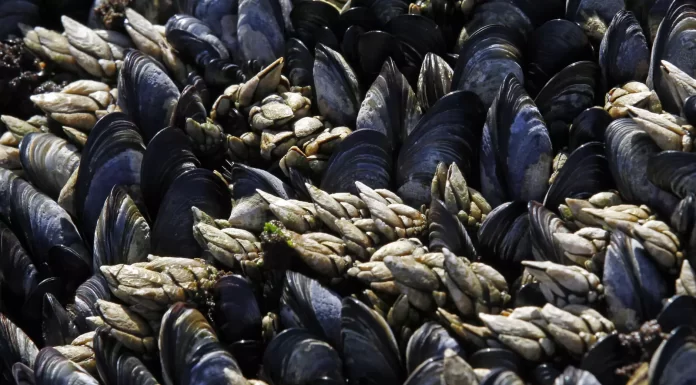 Plastic fibres are stunting growth in mussels by more than a third – here’s why that matters
