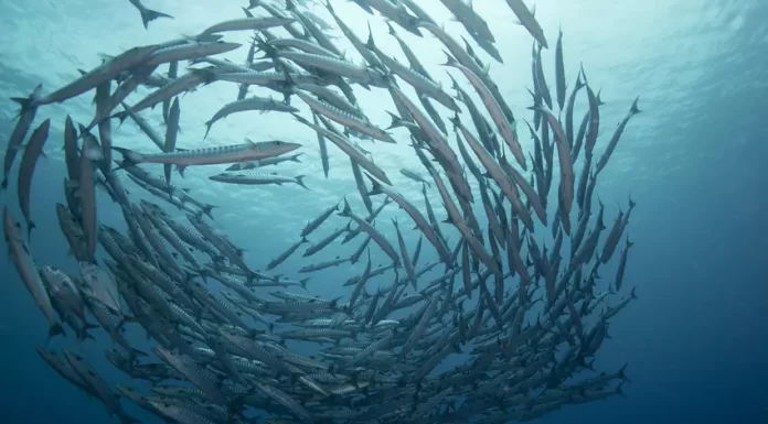 4 ways to ensure the future of aquaculture is sustainable
