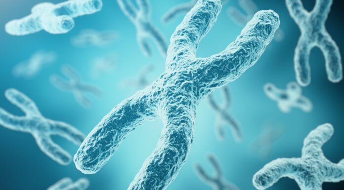 Mystery behind how the X chromosome gets it shape could finally be resolved