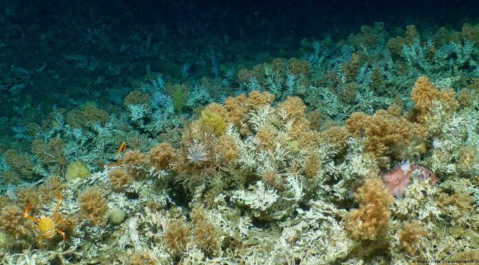 Credit Suisse buys Ecuador bonds for Galapagos conservation