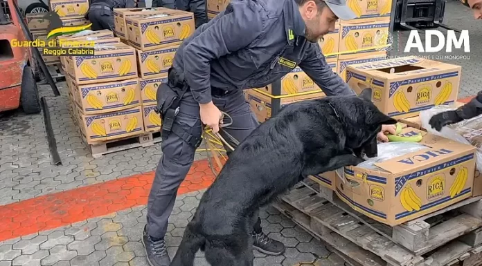 Italian police dogs find 2,700 kilos of cocaine hidden in a banana shipment