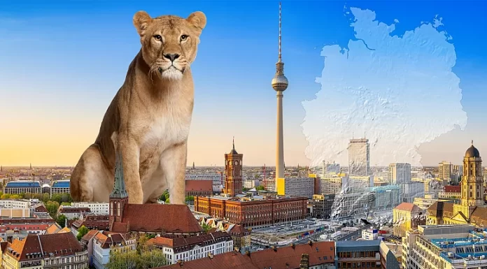 Lion on the loose: Big cat sighting triggers feline frenzy in Berlin