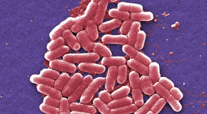 Scientists create new synthetic antibiotic effective against drug-resistant superbugs