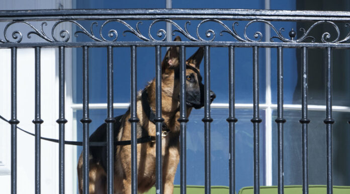 Biden family dog bit Secret Service dozens of times – media