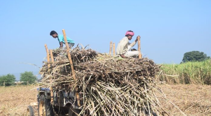 Biofuel: India is getting ready to ‘feed’ more and more cars, but how will it feed its people?