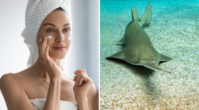 Beauty ingredient squalene linked to hundreds of shark species at risk of extinction, says new research